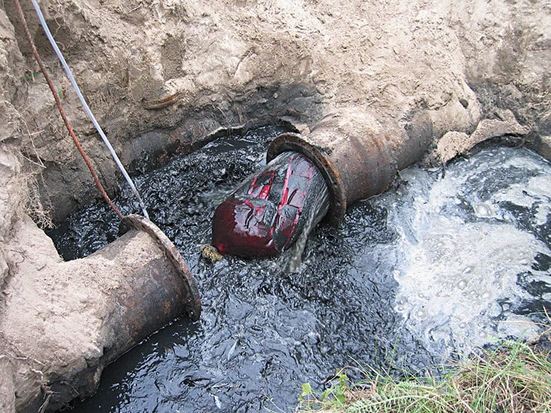 Molch landet nach Reinigung im Abwasserkanal